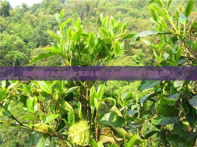 茶叶冷藏多少度合适