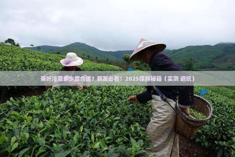 茶叶冷藏多少度合适