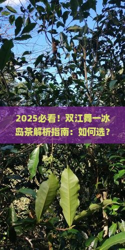 双江舞一冰岛茶