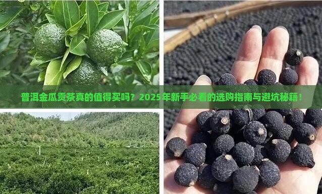 普洱金瓜贡茶普洱茶