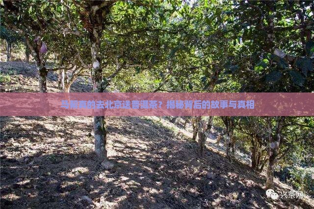 马帮去北京送普洱茶是真的吗