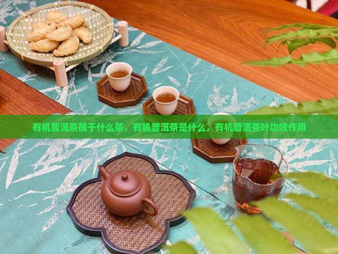 有机普洱茶属于什么茶