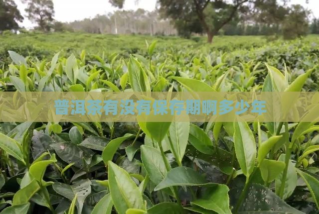 普洱茶有没有保存期啊多少年