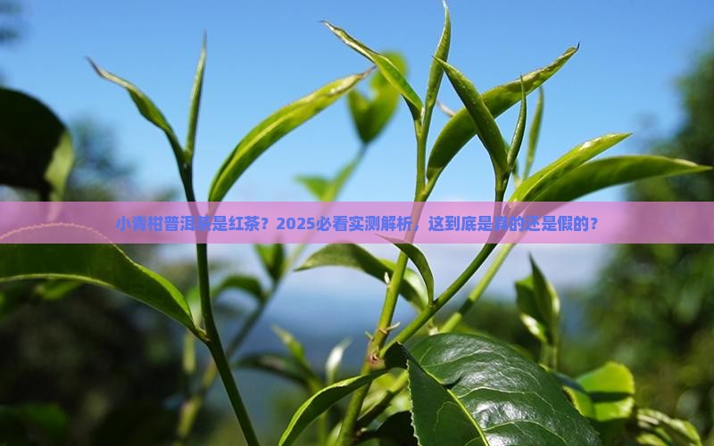 小青柑普洱茶是红茶
