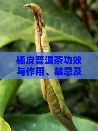 橘皮普洱茶功效