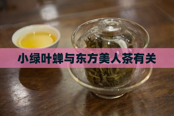 小绿叶蝉与东方美人茶有关