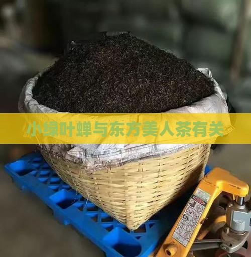 小绿叶蝉与东方美人茶有关