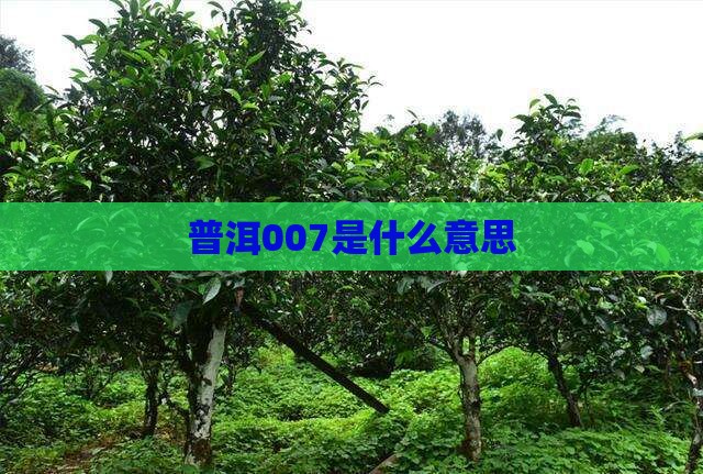 普洱007是什么意思