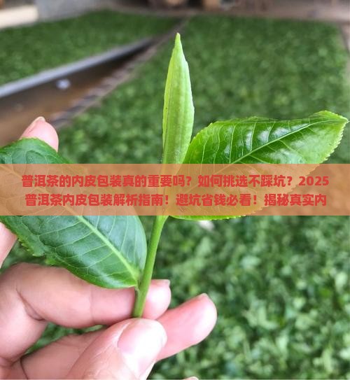 普洱茶的内皮包装