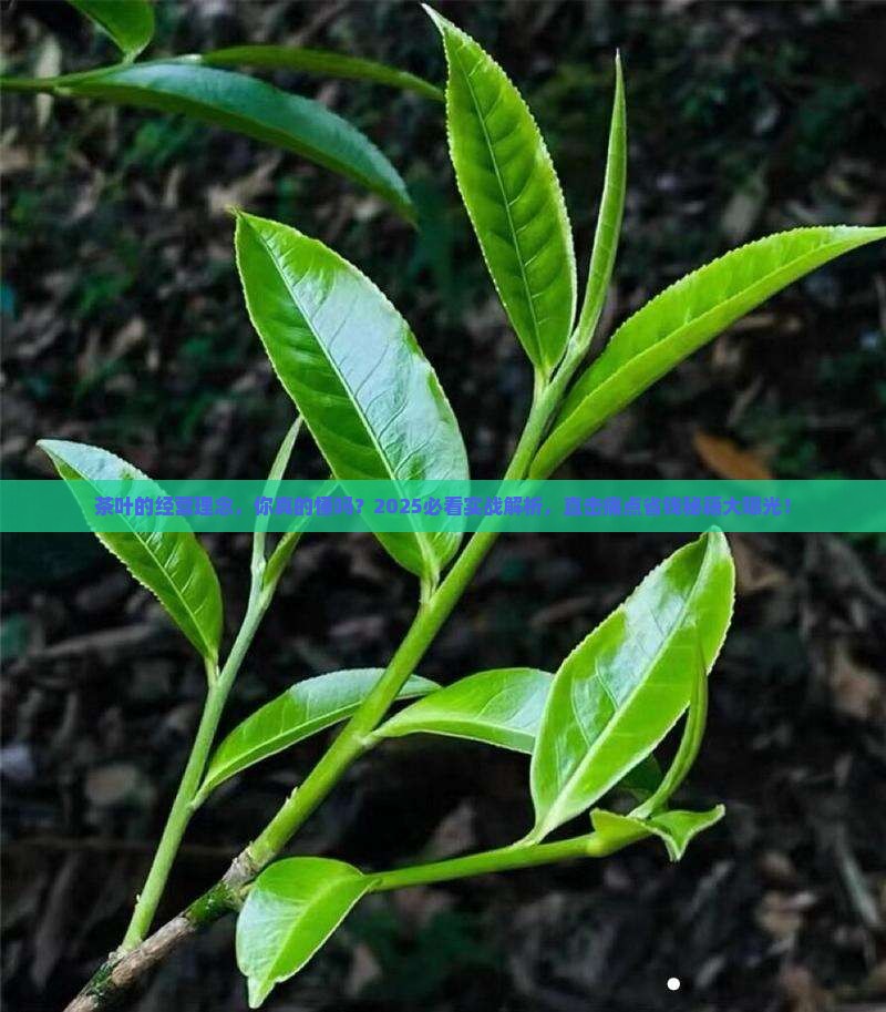 茶叶的经营理念