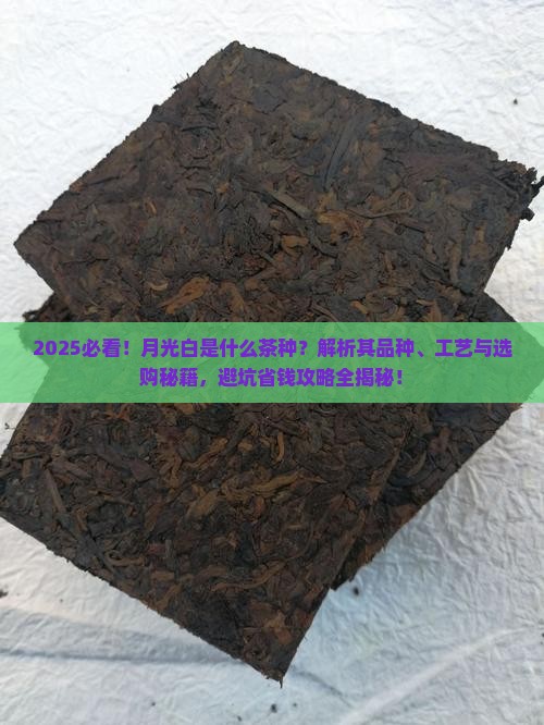 月光白是什么茶种