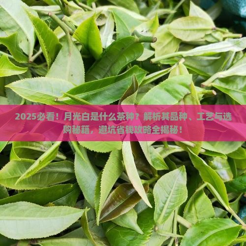 月光白是什么茶种