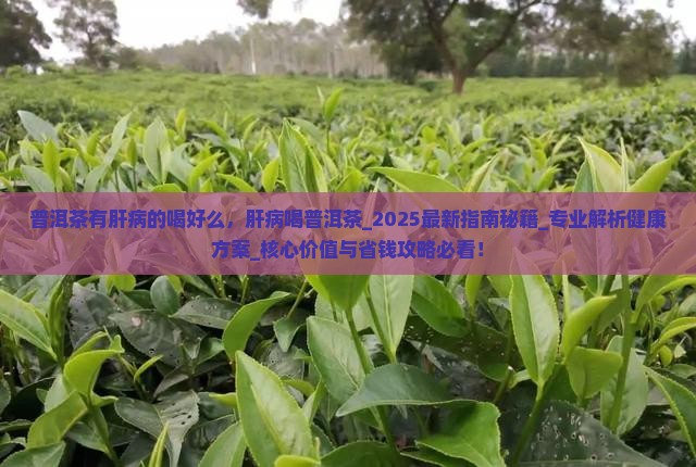 普洱茶有肝病的喝好么