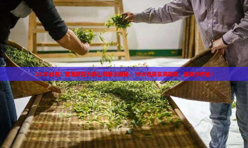 普洱10大名茶普洱茶四大茶山