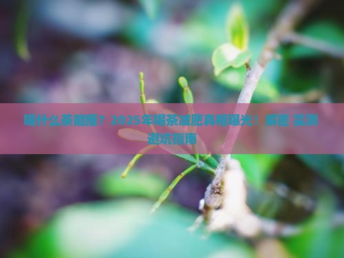 喝什么茶帮助减肥喝哪些茶能减肥