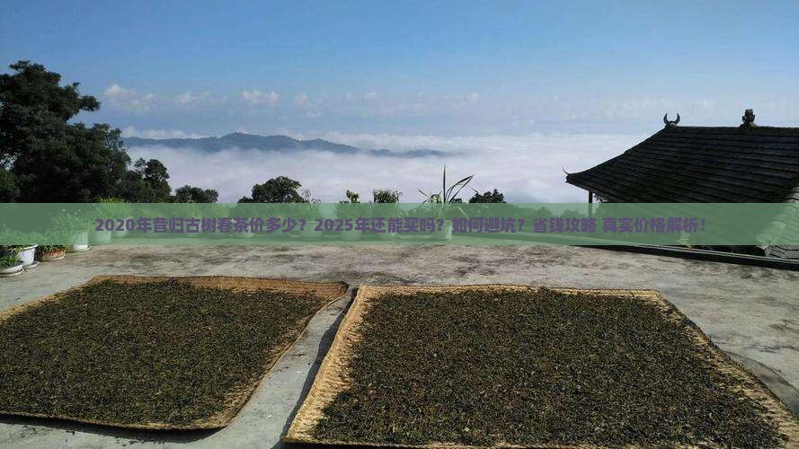 2020年昔归古树春茶价 2020年昔归古树春茶价