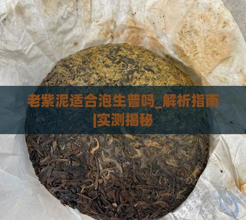 老紫泥适合泡生普吗