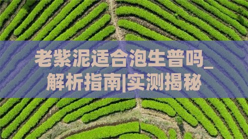 老紫泥适合泡生普吗