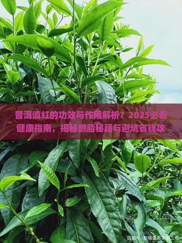 普洱滇红的功效与作用