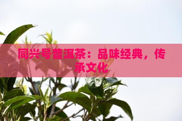 德州同兴号普洱茶