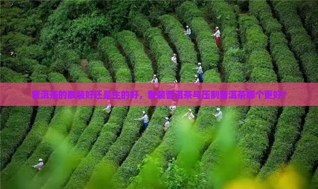 普洱茶的散装好还是生的好