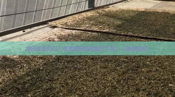 普洱茶绿印红印的差别