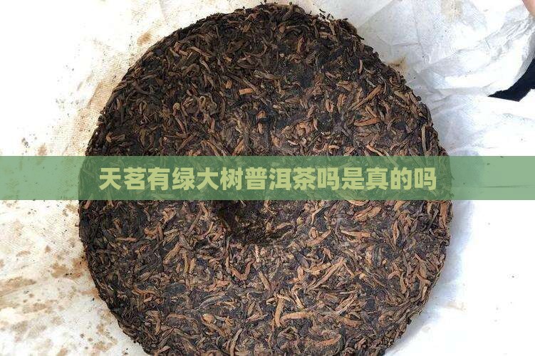 天茗有绿大树普洱茶吗