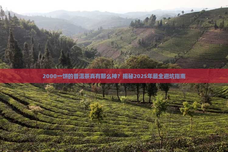 2000一饼的普洱茶 2000一饼的普洱茶