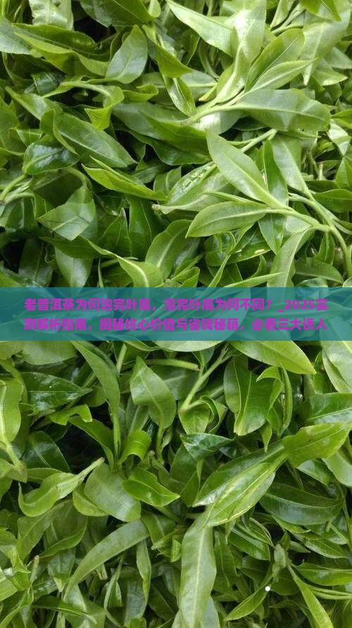 老普洱茶为何泡完叶底