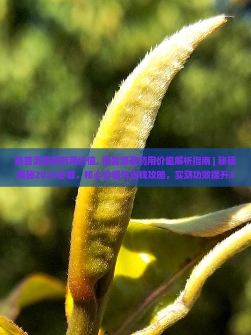 熟普洱茶的药用价值