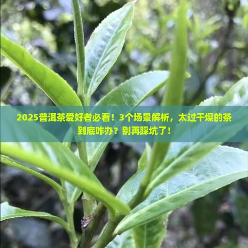 普洱茶太过干燥