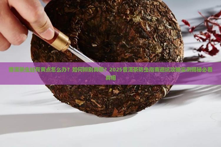 普洱茶虫蛀有黄点