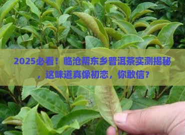 临沧帮东乡普洱茶