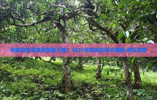 铁皮盒普洱茶一般多少钱