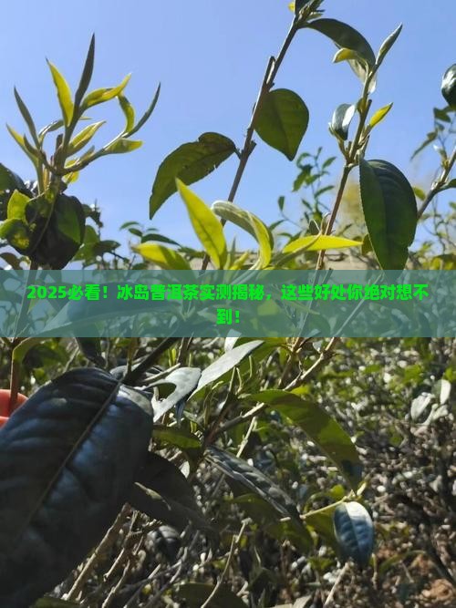 冰岛普洱茶有哪些好处呢