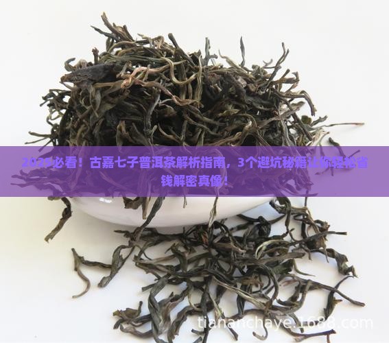 古嘉七子普洱茶