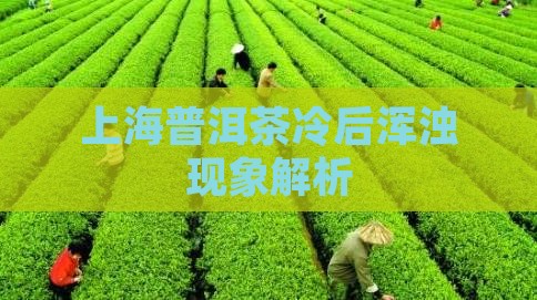 上海普洱茶冷后浑