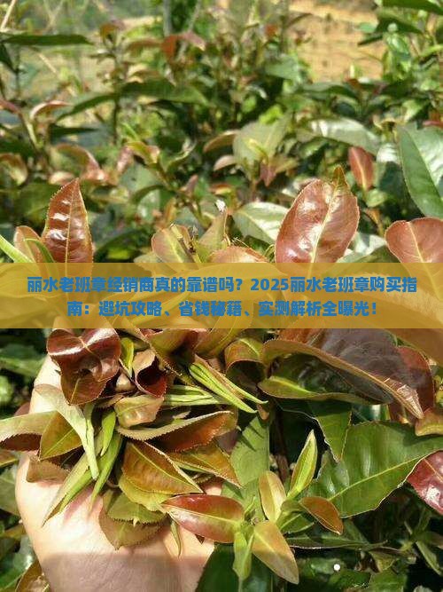 丽水老班章经销商