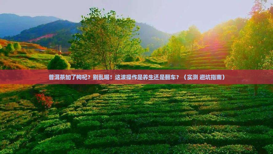 普洱茶放了枸杞会怎样