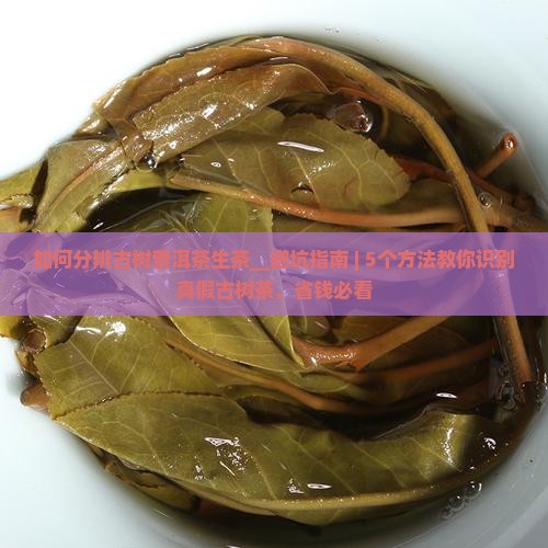 如何分辨古树普洱茶生茶