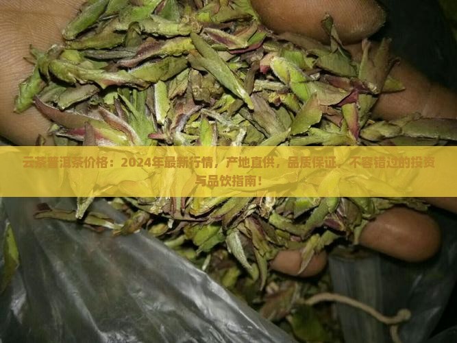 云茶普洱茶价格