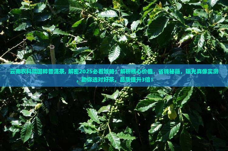 云南农科院国粹普洱茶