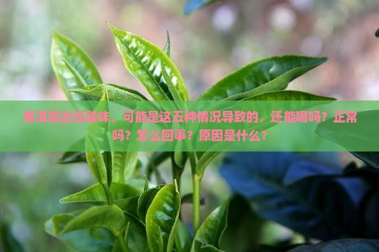 普洱茶出现酸味