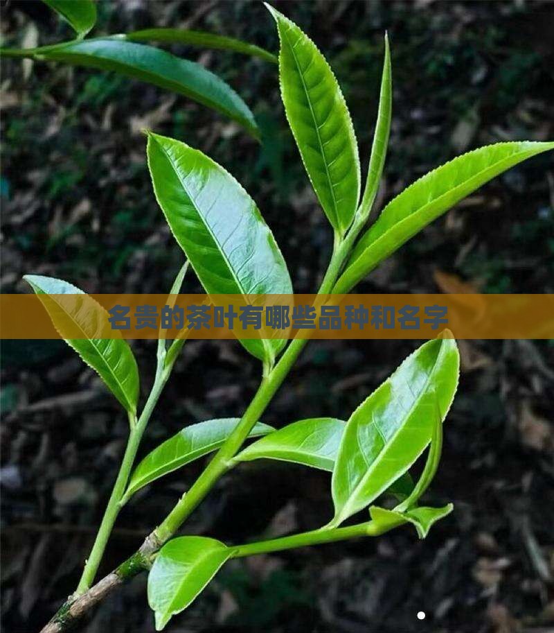 名贵的茶叶有哪些