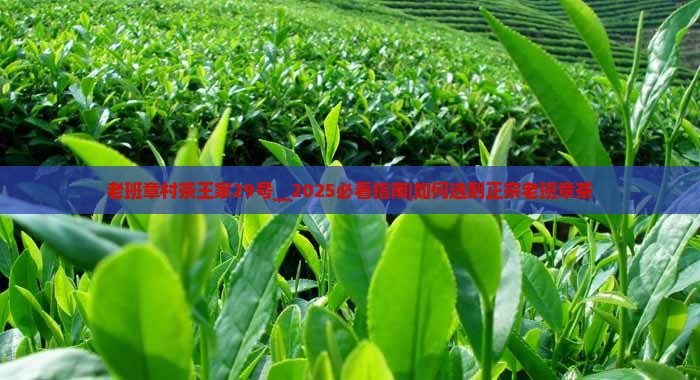 老班章村茶王家29号