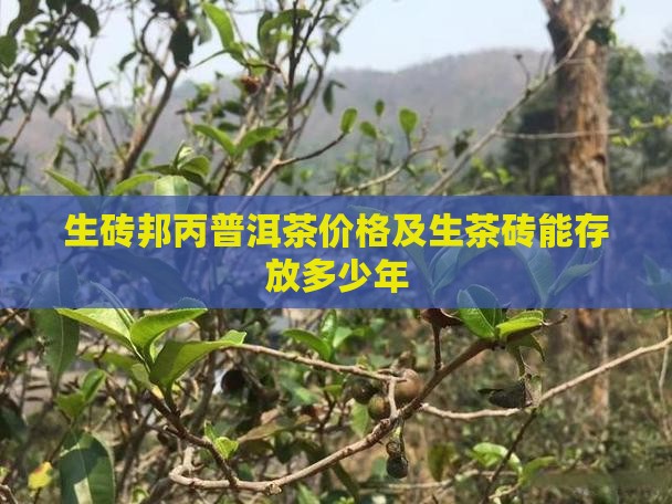 生砖邦丙普洱茶