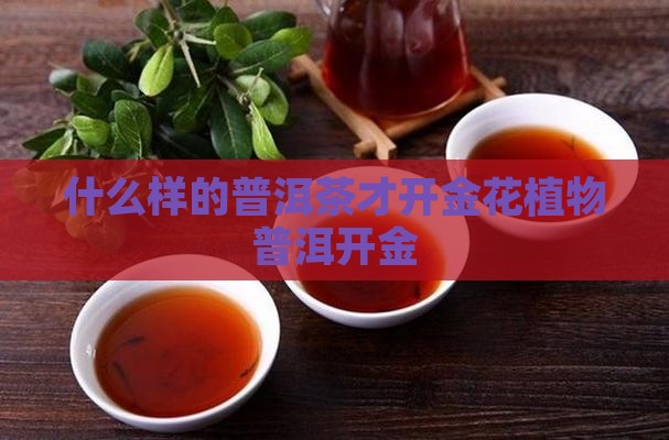 什么样的普洱茶才开金花