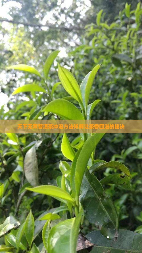 天下无双普洱茶冲泡方法