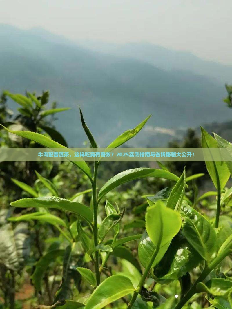 牛肉和普洱茶能混合吃吗
