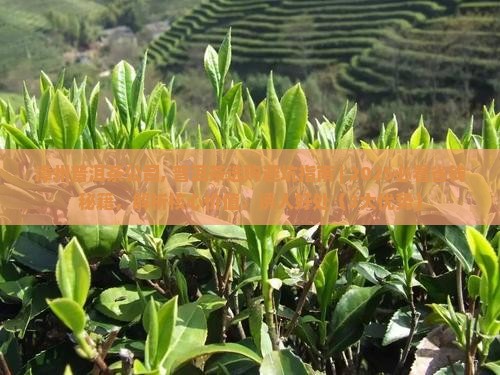 漳州普洱茶公司